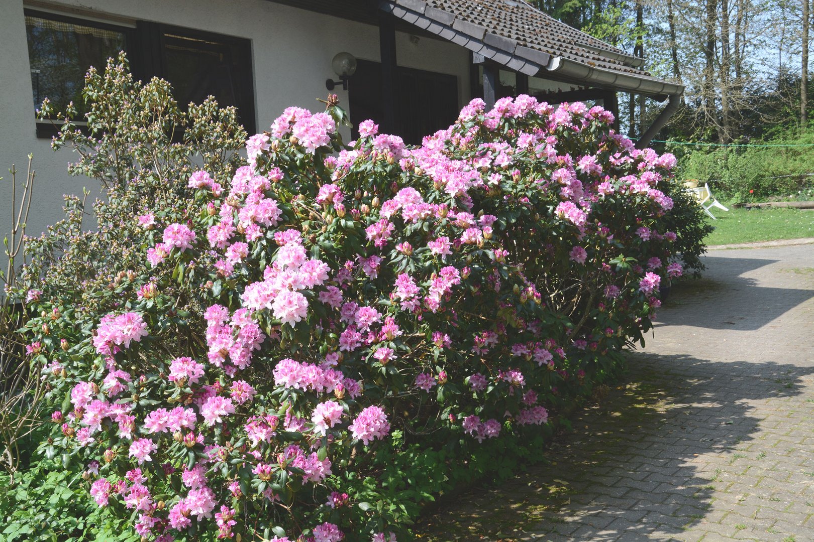 Mein Hauseingang hinter den Rhododendronbüschen 