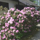 Mein Hauseingang hinter den Rhododendronbüschen 