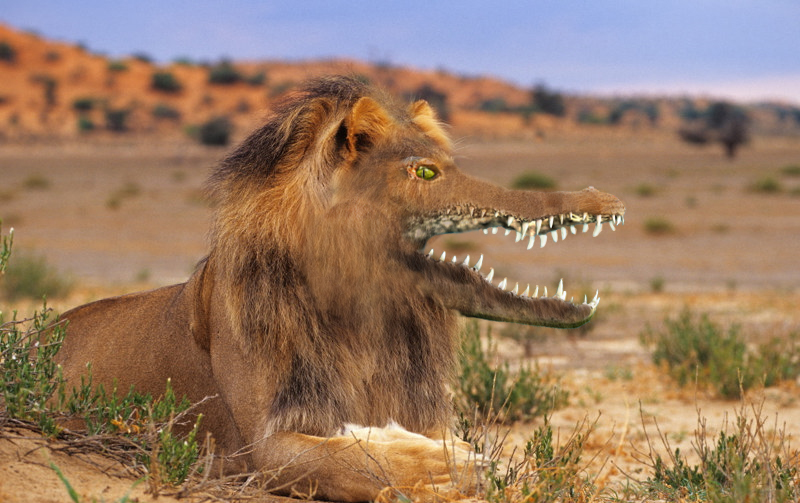 Mein Haustier Foto & Bild | tiere, haustiere, frettchen (lat.:ictis