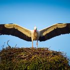 Mein Heim, mein Nest!