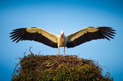 Mein Heim, mein Nest!