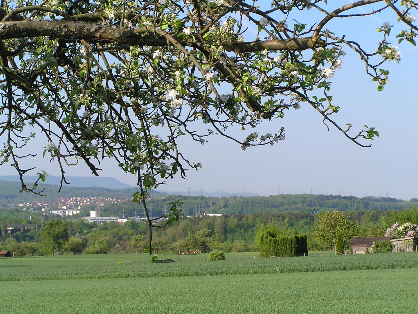 Mein Heimatdorf unter Kirschblüten