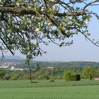 Mein Heimatdorf unter Kirschblüten