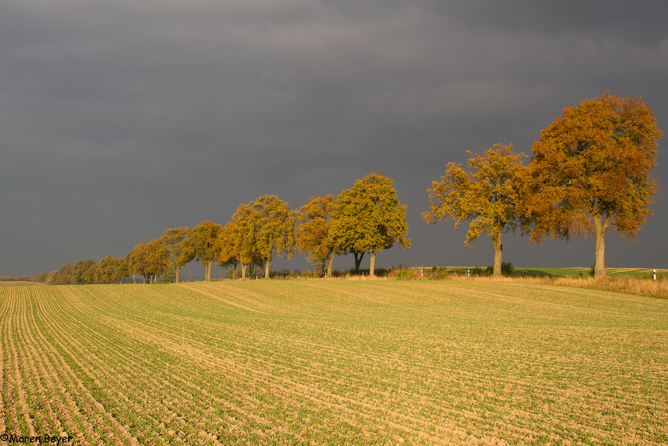 Mein Heimweg im Herbst