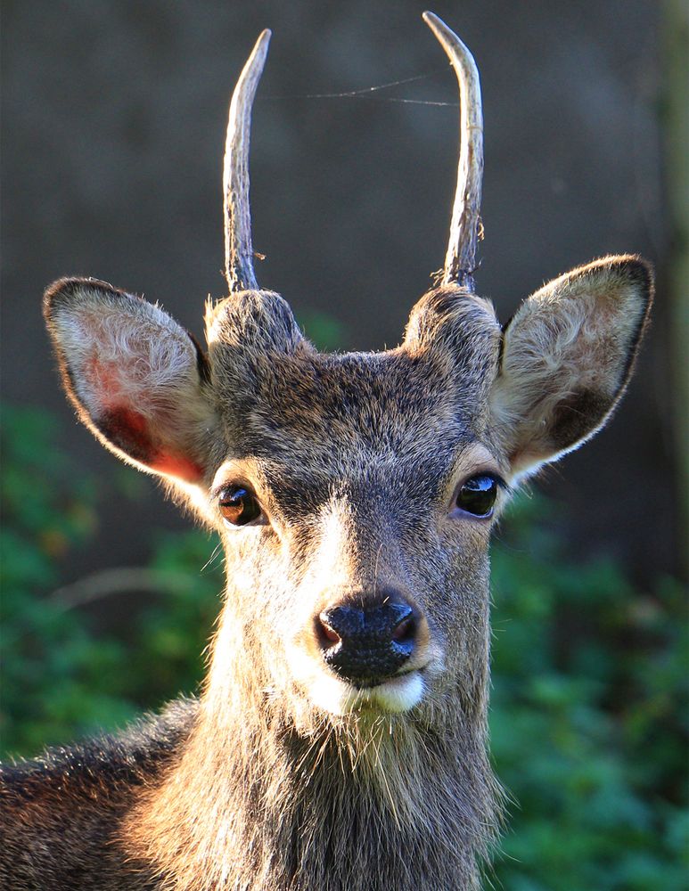 Mein Heinrich, ein kleiner Sikahirsch