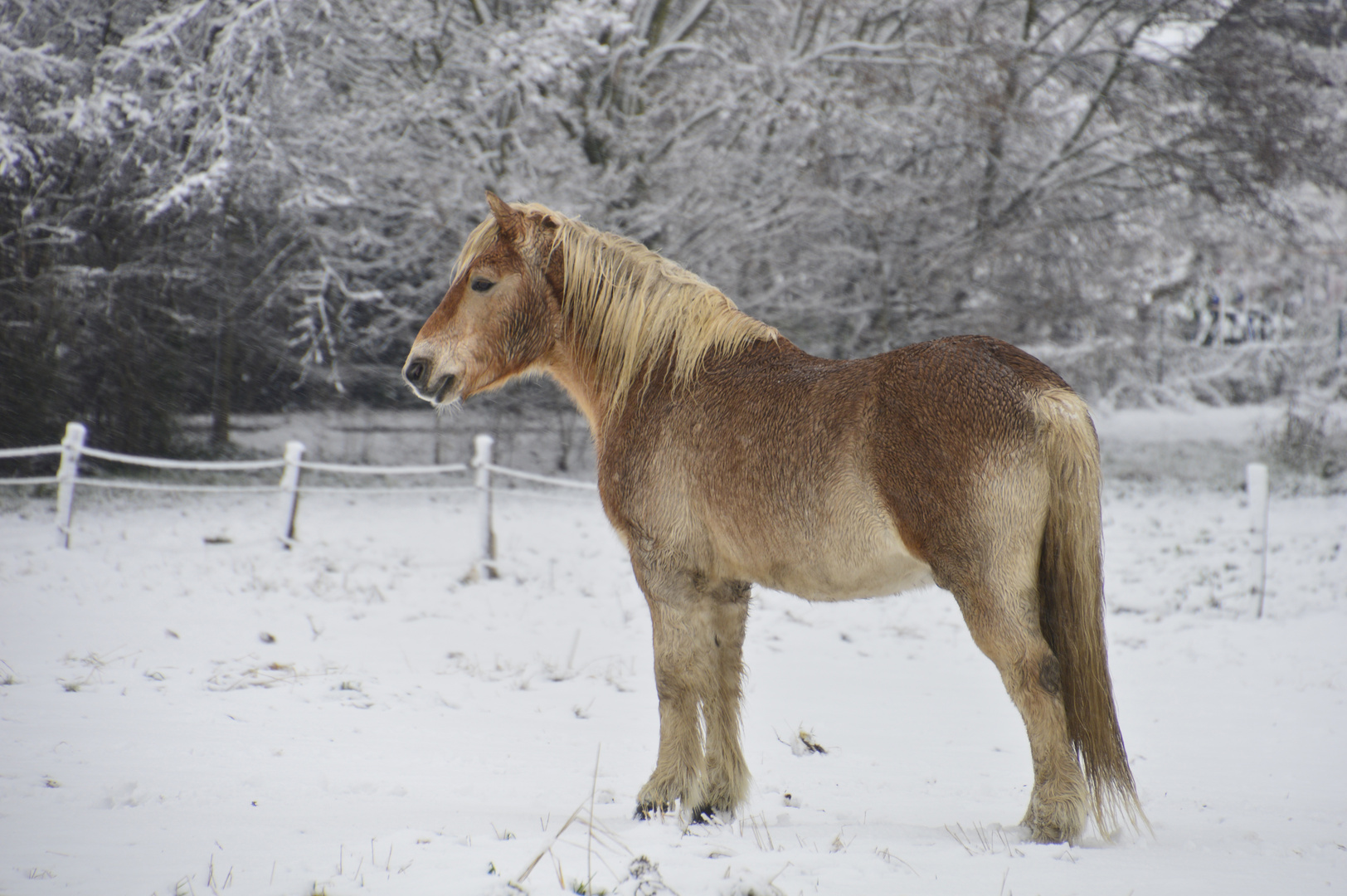 Mein Hengst ;-)