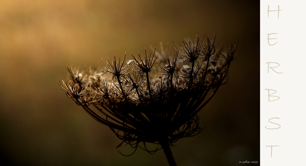 mein Herbst 11