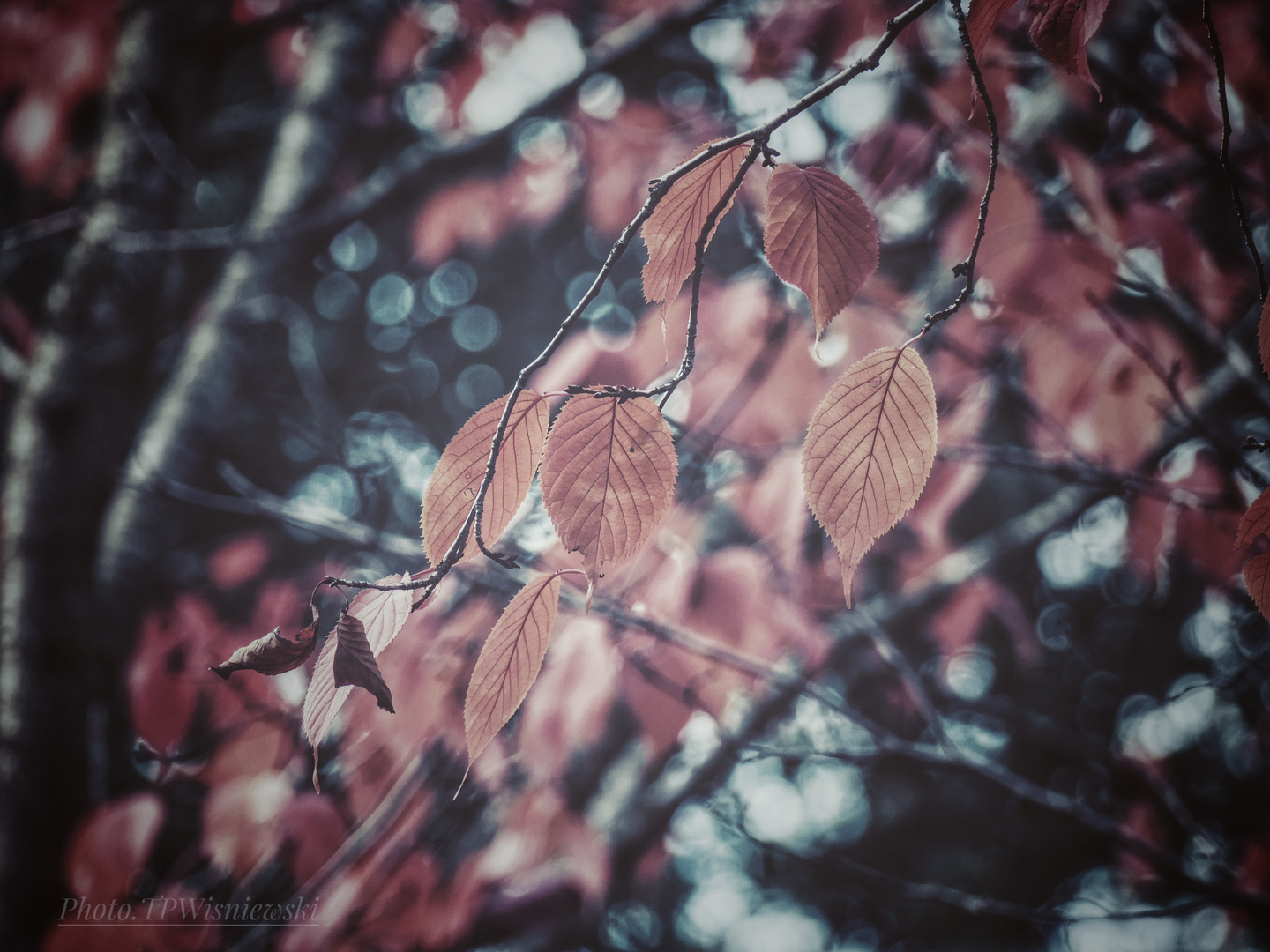 mein Herbst _ 9