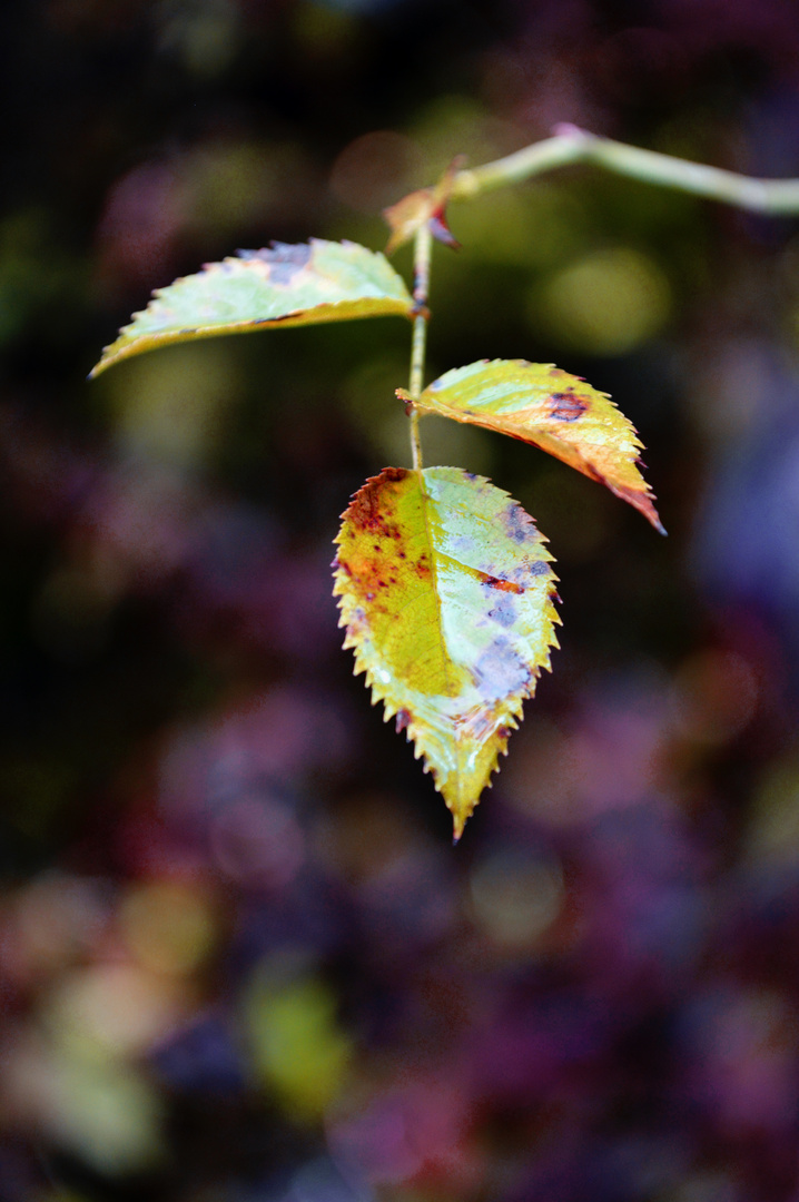 mein herbst