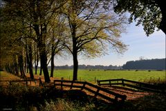 Mein Herbst im Feld