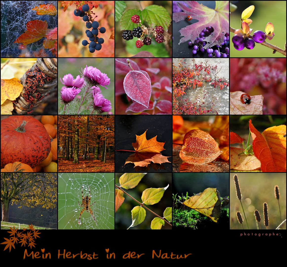 Mein Herbst in der Natur