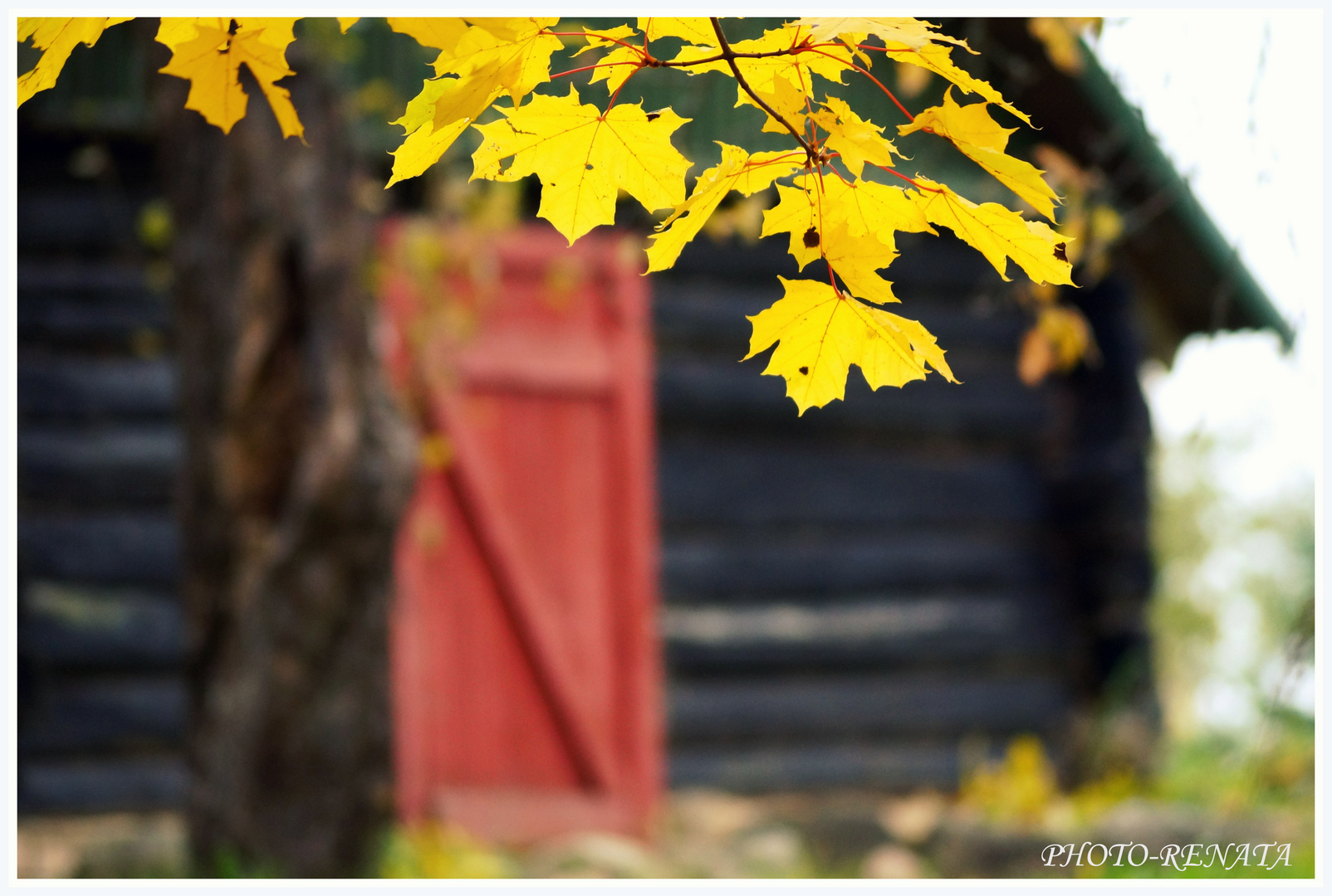 Mein Herbst schon da