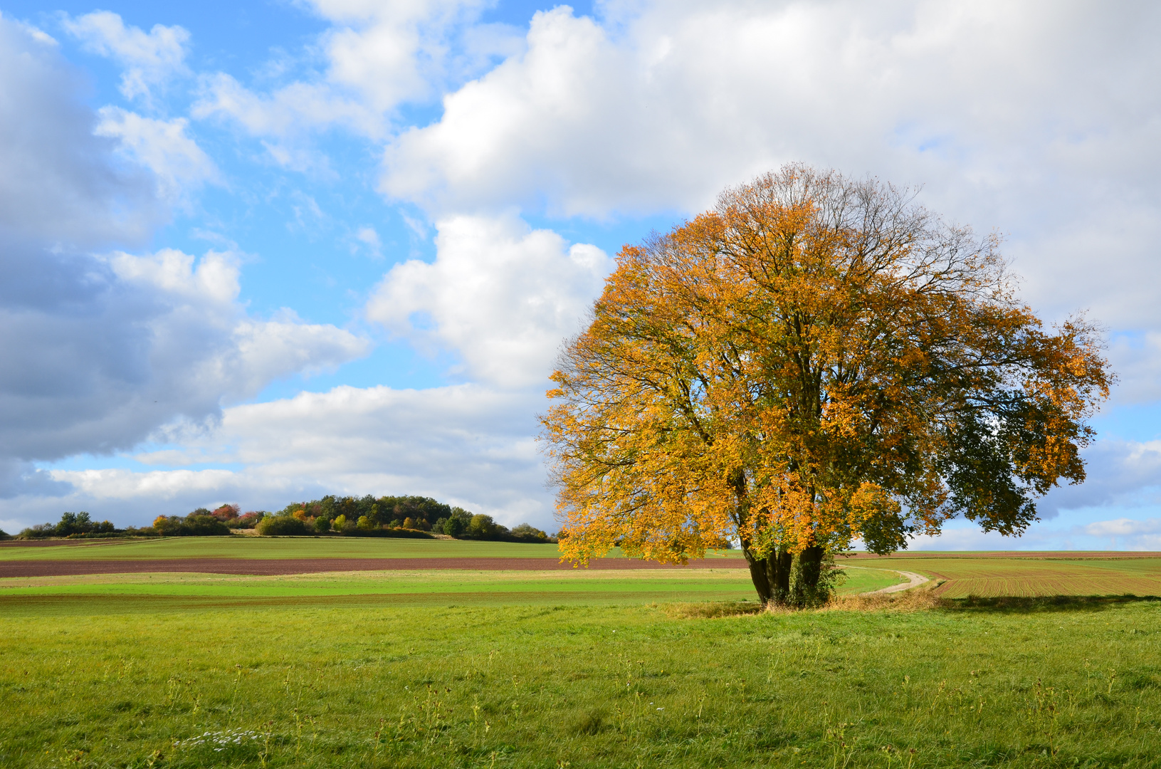 "Mein" Herbstbaum