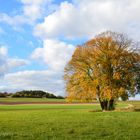 "Mein" Herbstbaum