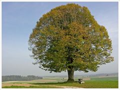 Mein Herbstbaum