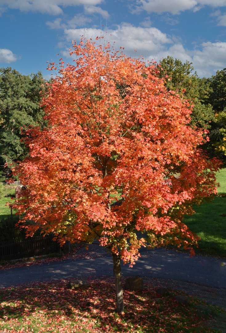 Mein Herbstbaum