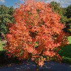 Mein Herbstbaum