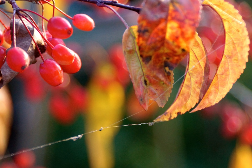 Mein Herbstbild 2012