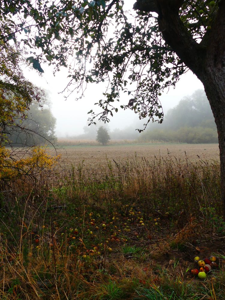 mein Herbstbild 2018