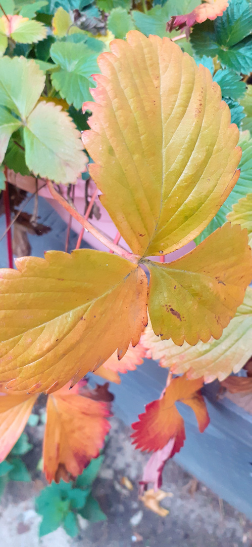  " Mein Herbstblatt "  Sonnige Herbstzeit 