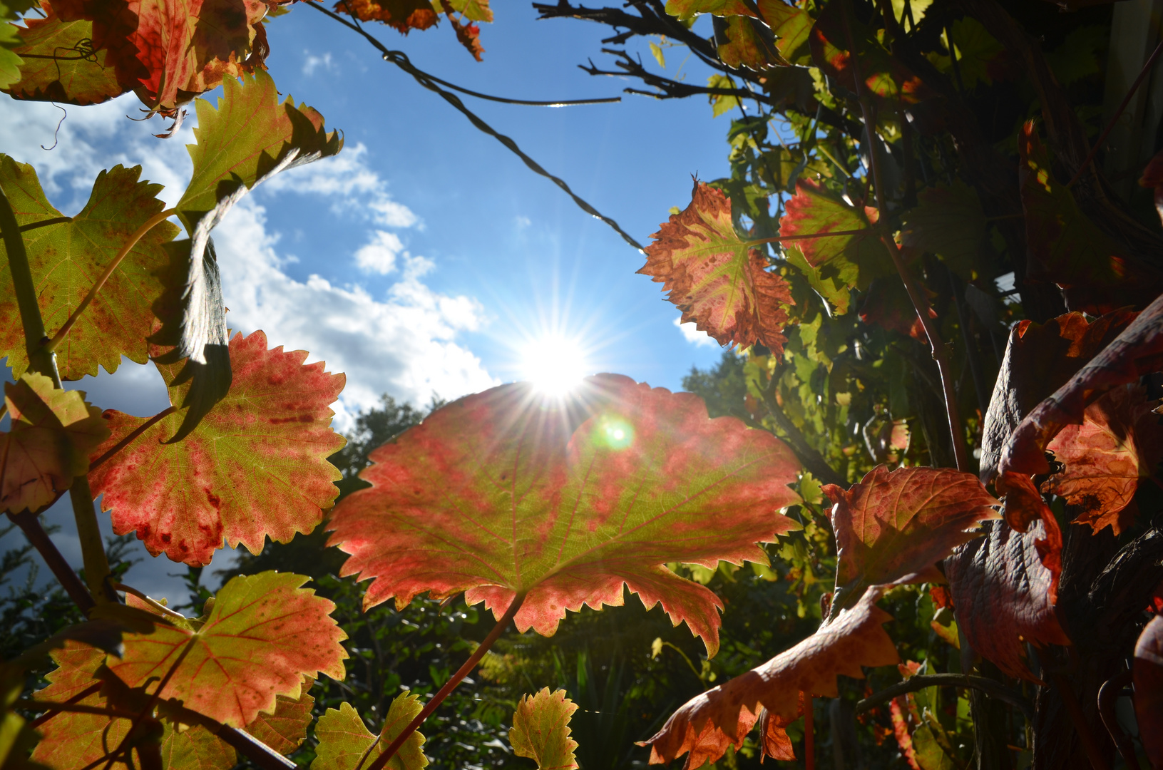 Mein Herbstfoto