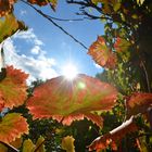 Mein Herbstfoto