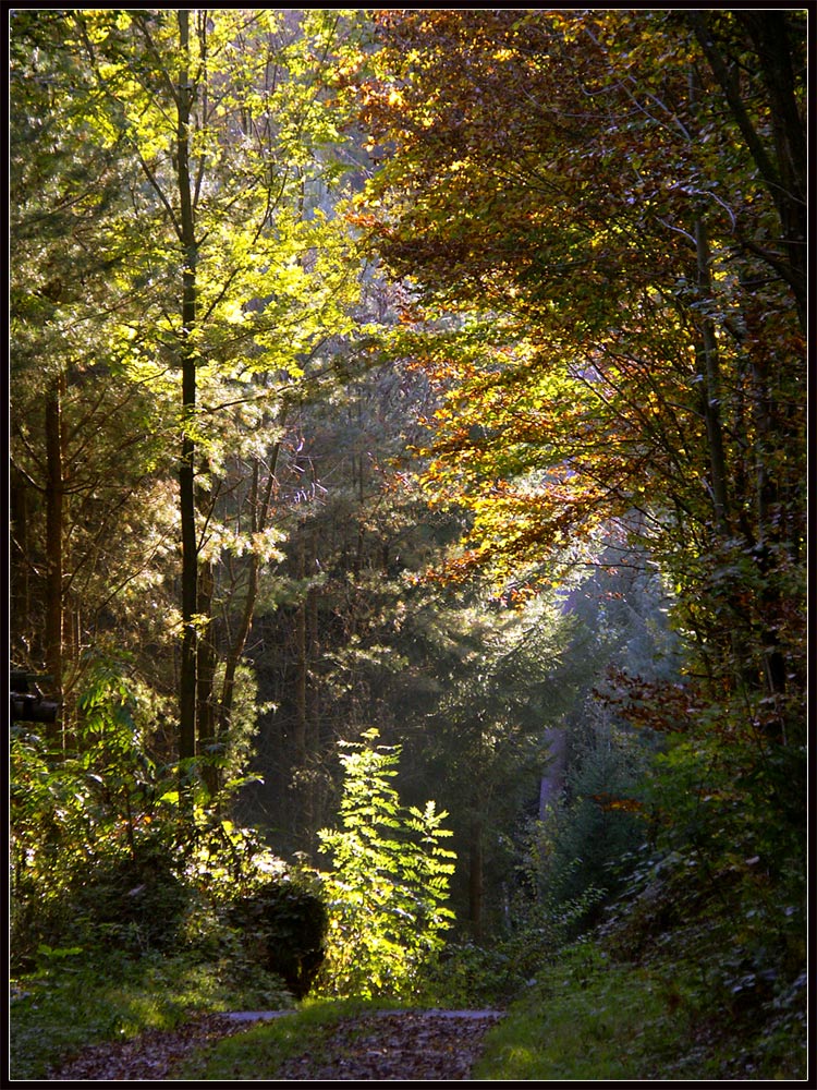 mein herbstlicher Zauberwald