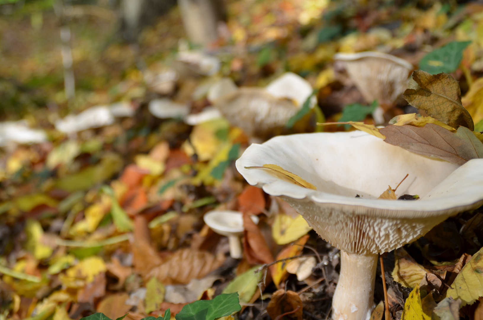 mein herbstmotiv