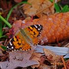 Mein Herbstschmetterling