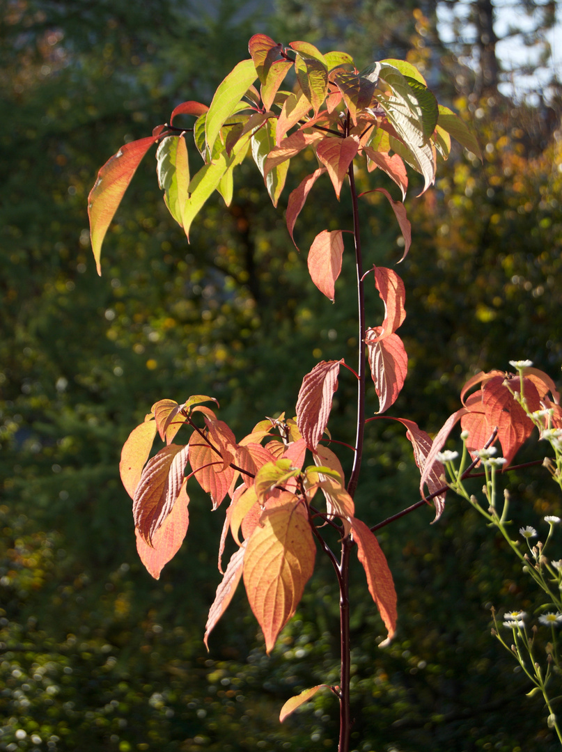 mein Herbststrauch