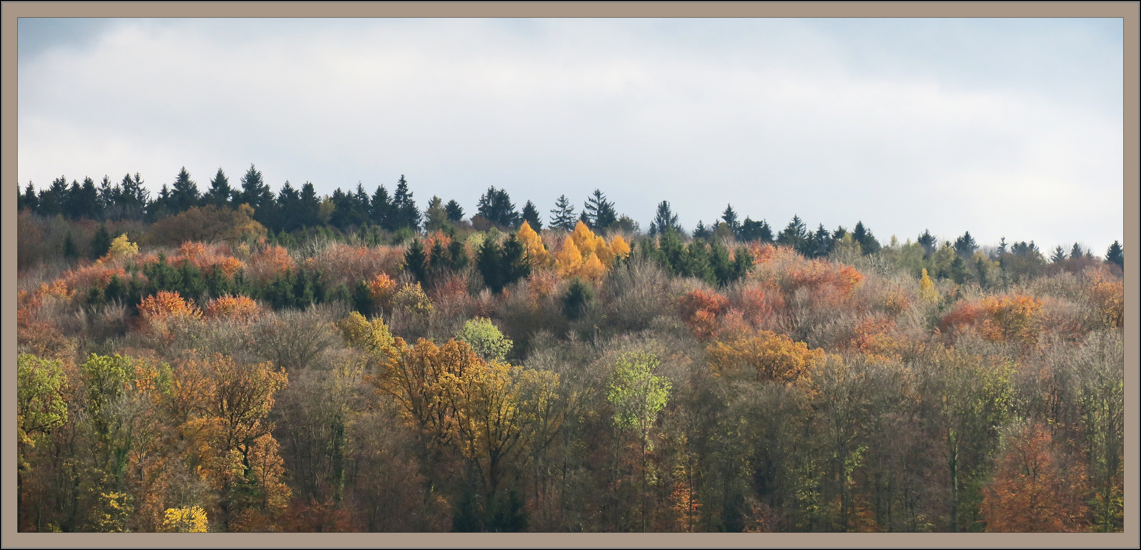 mein Herbstwald....