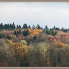 mein Herbstwald....