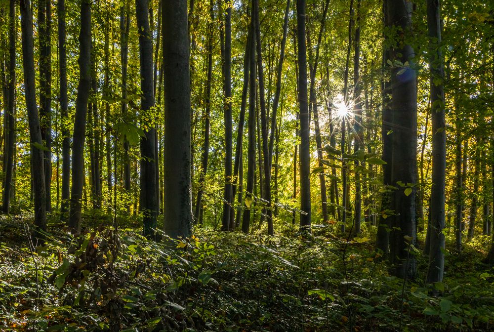 Mein Herbstwald