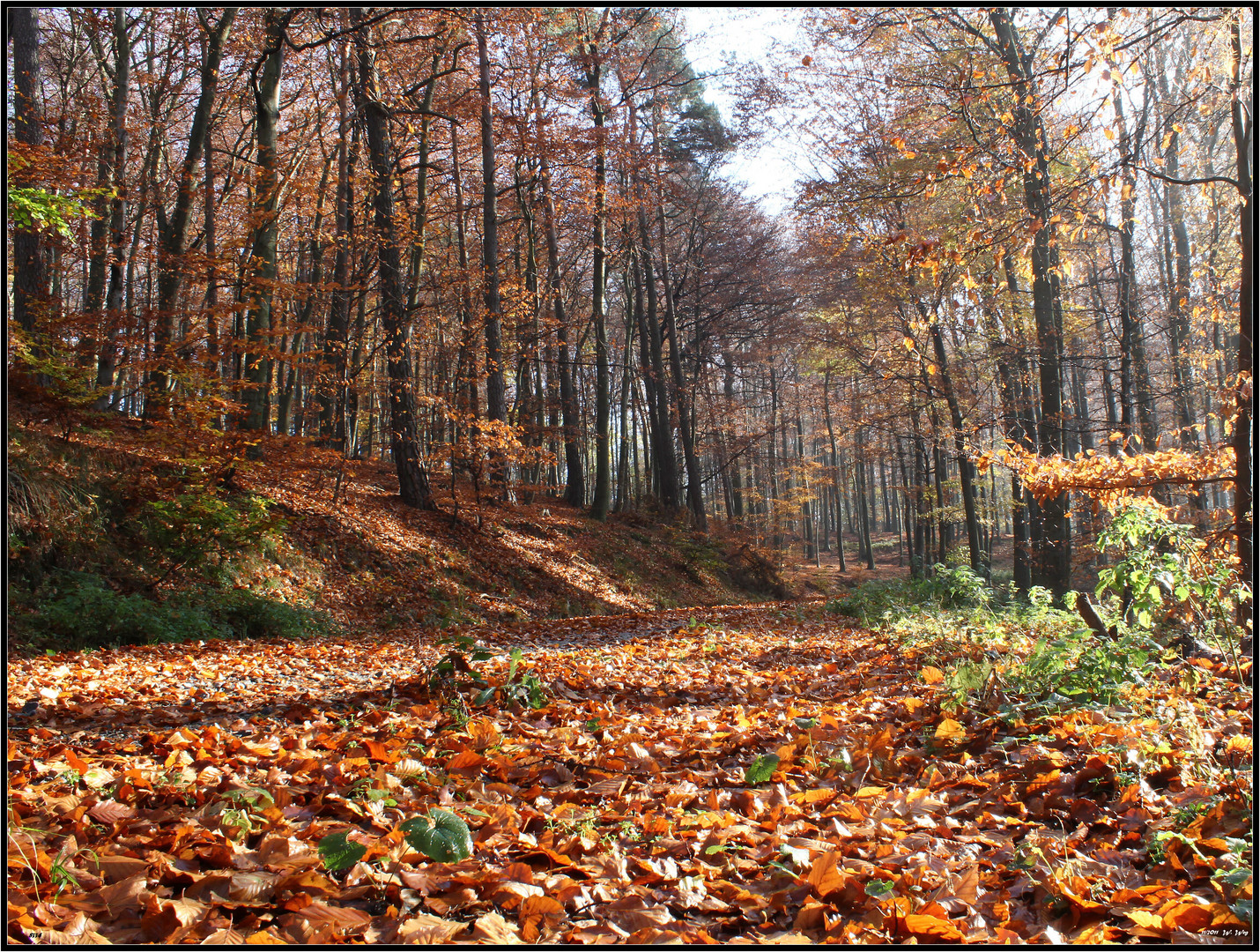 mein Herbstwald...