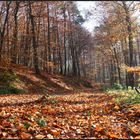 mein Herbstwald...