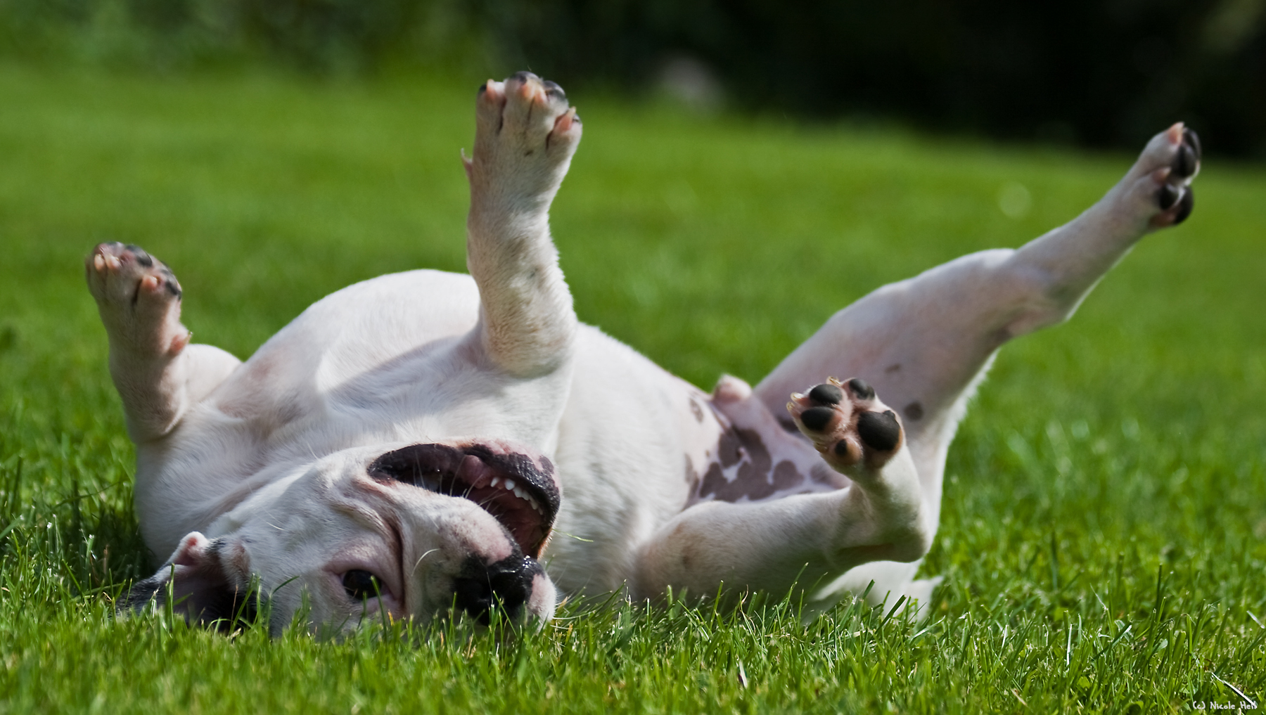 Mein Herz blutet... Foto & Bild tiere, haustiere, hunde Bilder auf