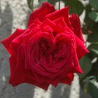 mein herz in form einer rose