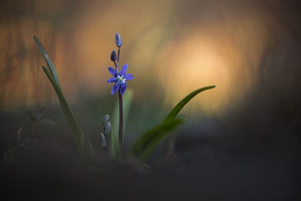 MEIN HERZ KANN NICHT FASSEN, DASS DU GEGANGEN BIST. EINFACH SO.