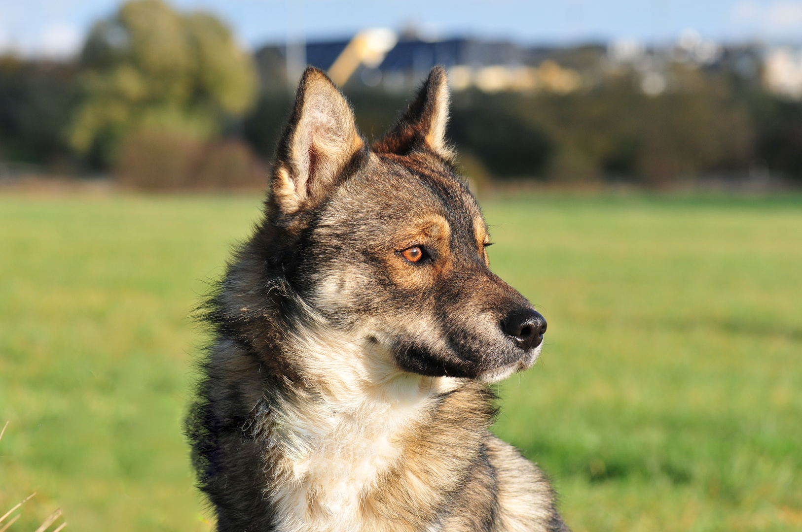 Mein Herzhund 