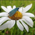 Mein heutiges MI-Wo-Blümchen hat Besuch...