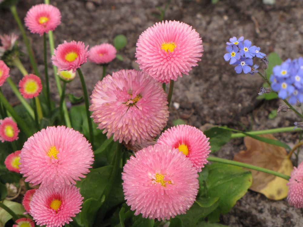 Mein heutiges Mittwochblümchen