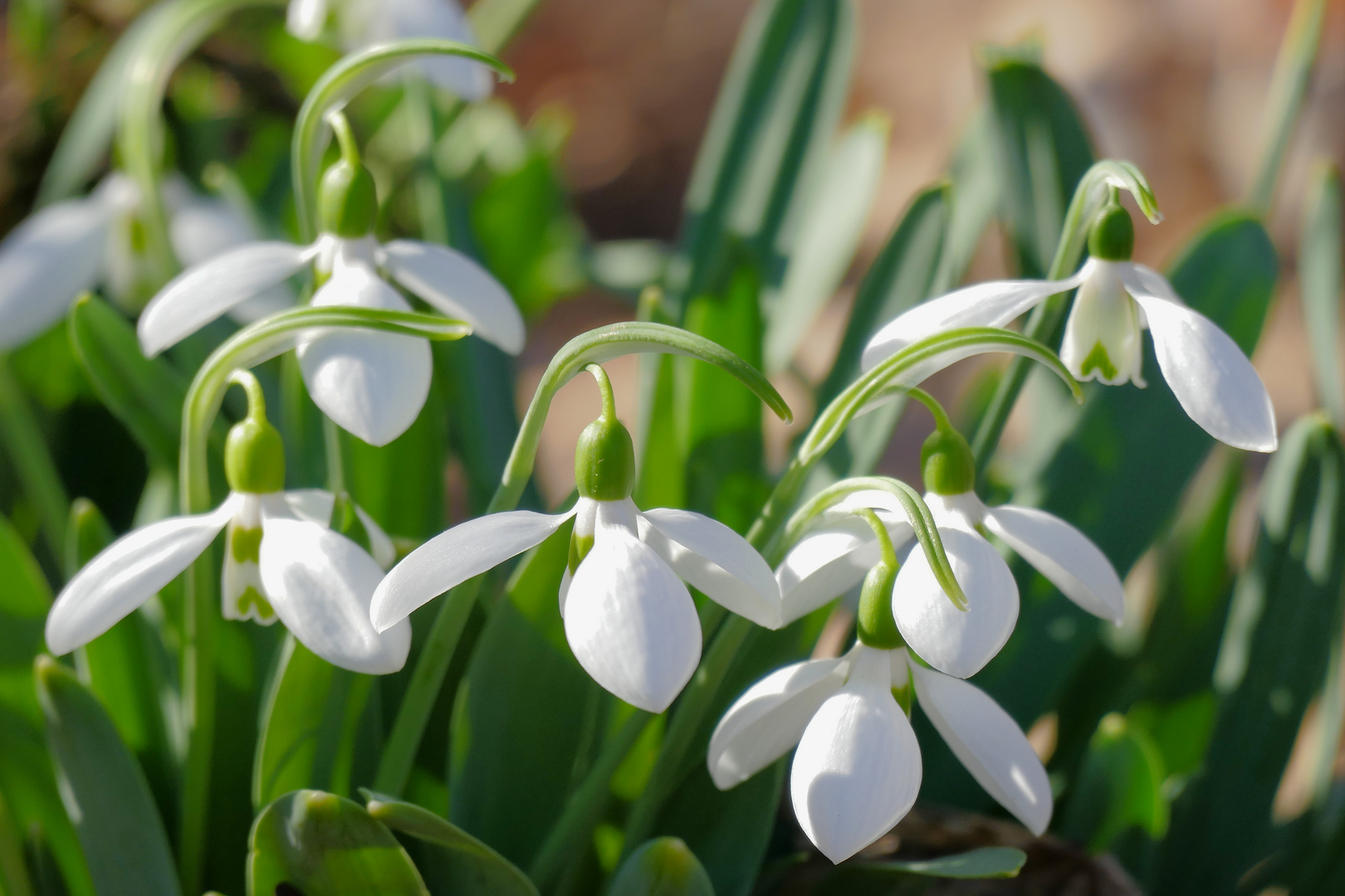 Mein heutiges Mittwochsblümchen