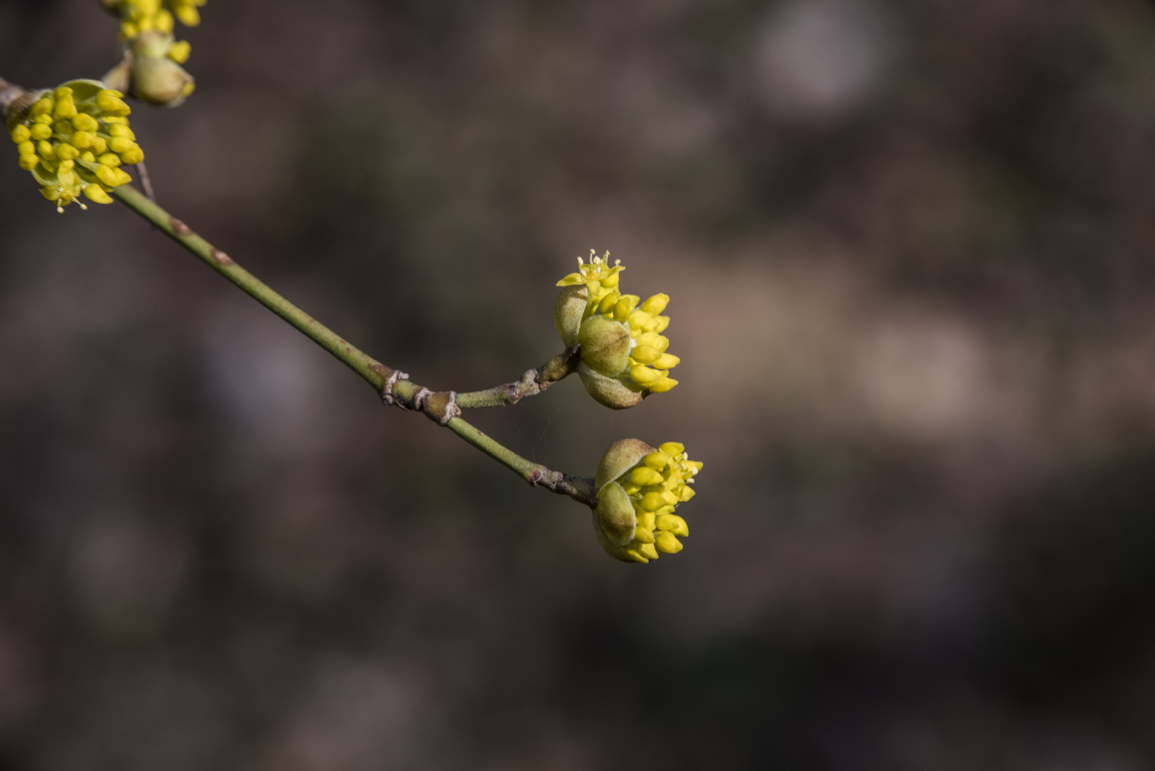 Mein heutiges Mittwochsblümchen