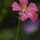 Mein heutiges Mittwochsblümchen.