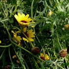 Mein heutiges Mittwochsblümchen auf der Blumenwiese.