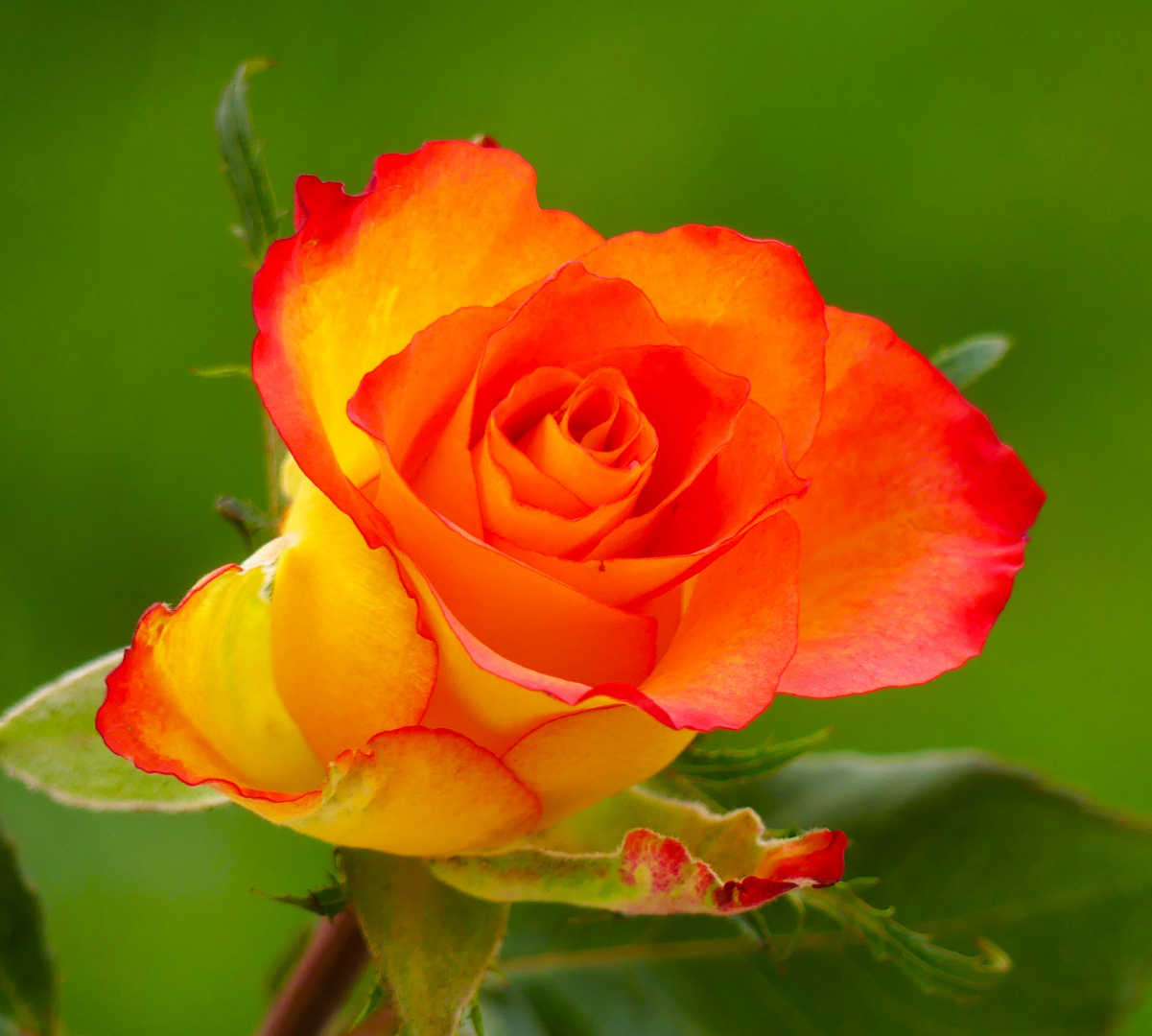 Mein heutiges Mittwochsblümchen - die gelbe Rose mit Rand