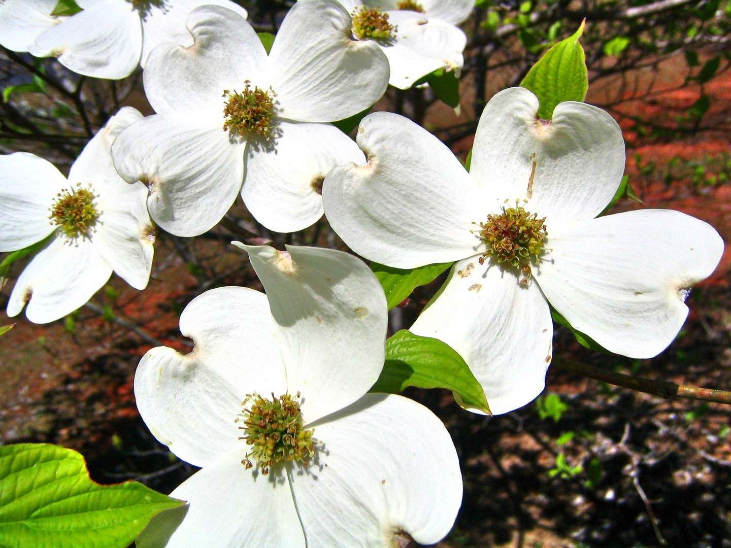 Mein heutiges Mittwochsblümchen: Dogwood