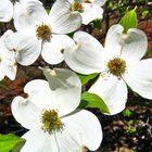 Mein heutiges Mittwochsblümchen: Dogwood