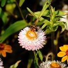 Mein heutiges Mittwochsblümchen hat gerade Besuch