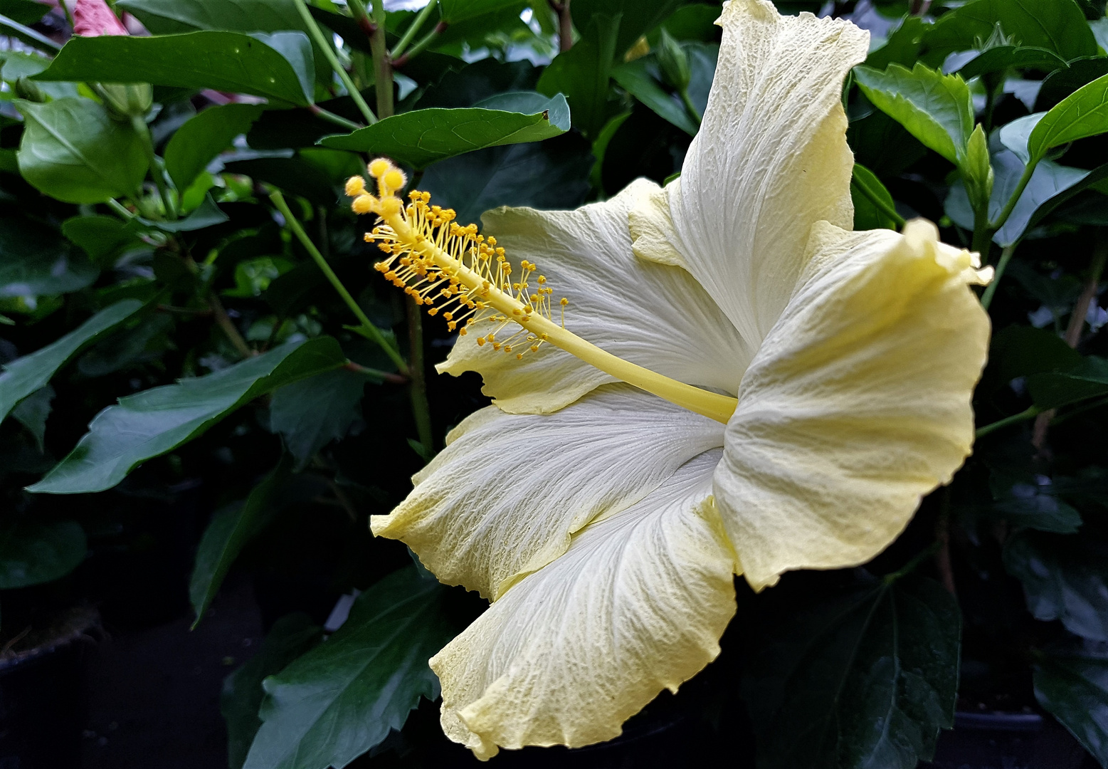 Mein heutiges Mittwochsblümchen ist ein gelber Hibiskus